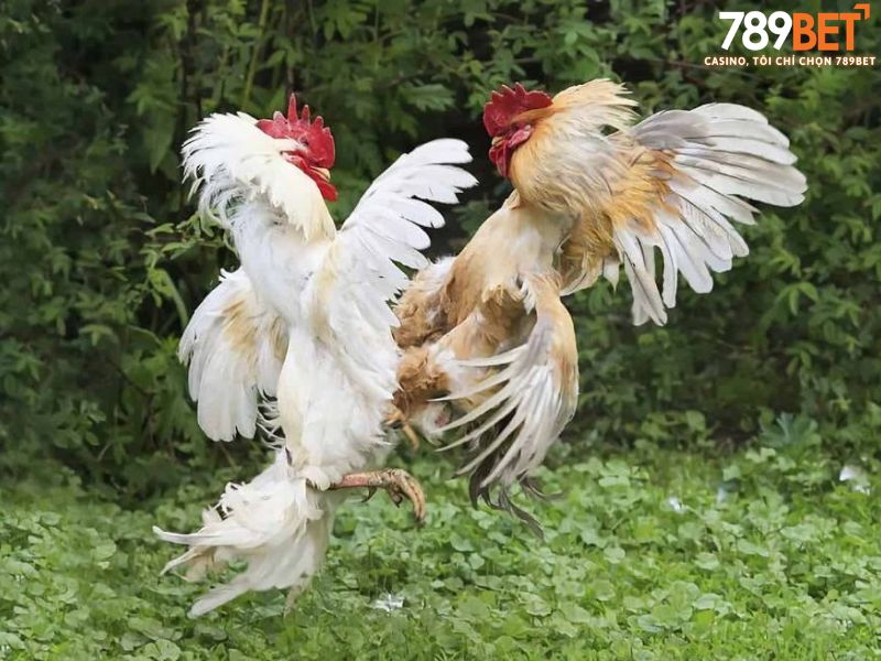 Các đòn đánh hiểm hóc trong nghệ thuật đá gà đòn
