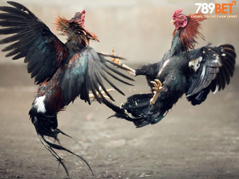 Chiến thuật quản lý vốn khi chơi đá gà trực tuyến